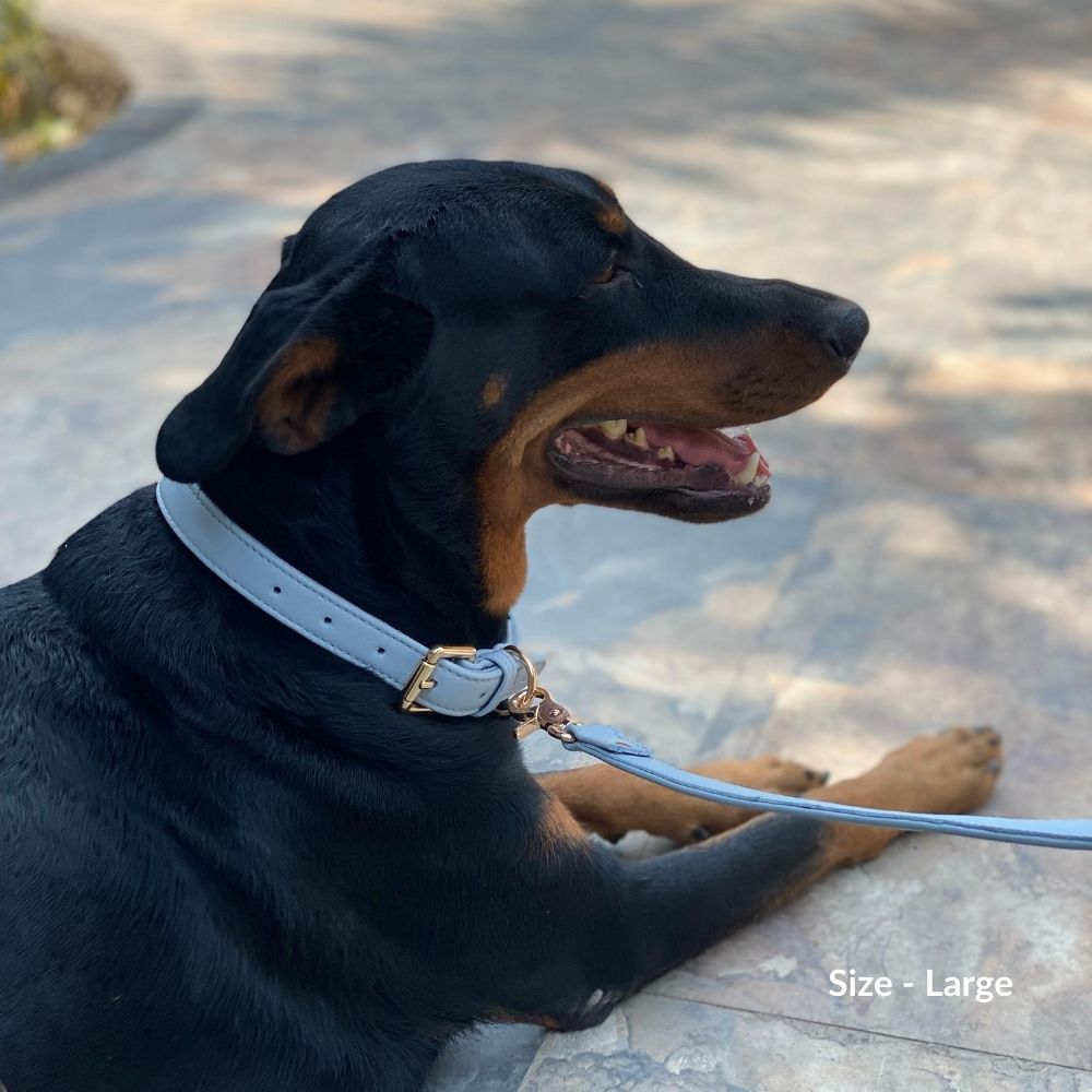 Blue Dog Collar