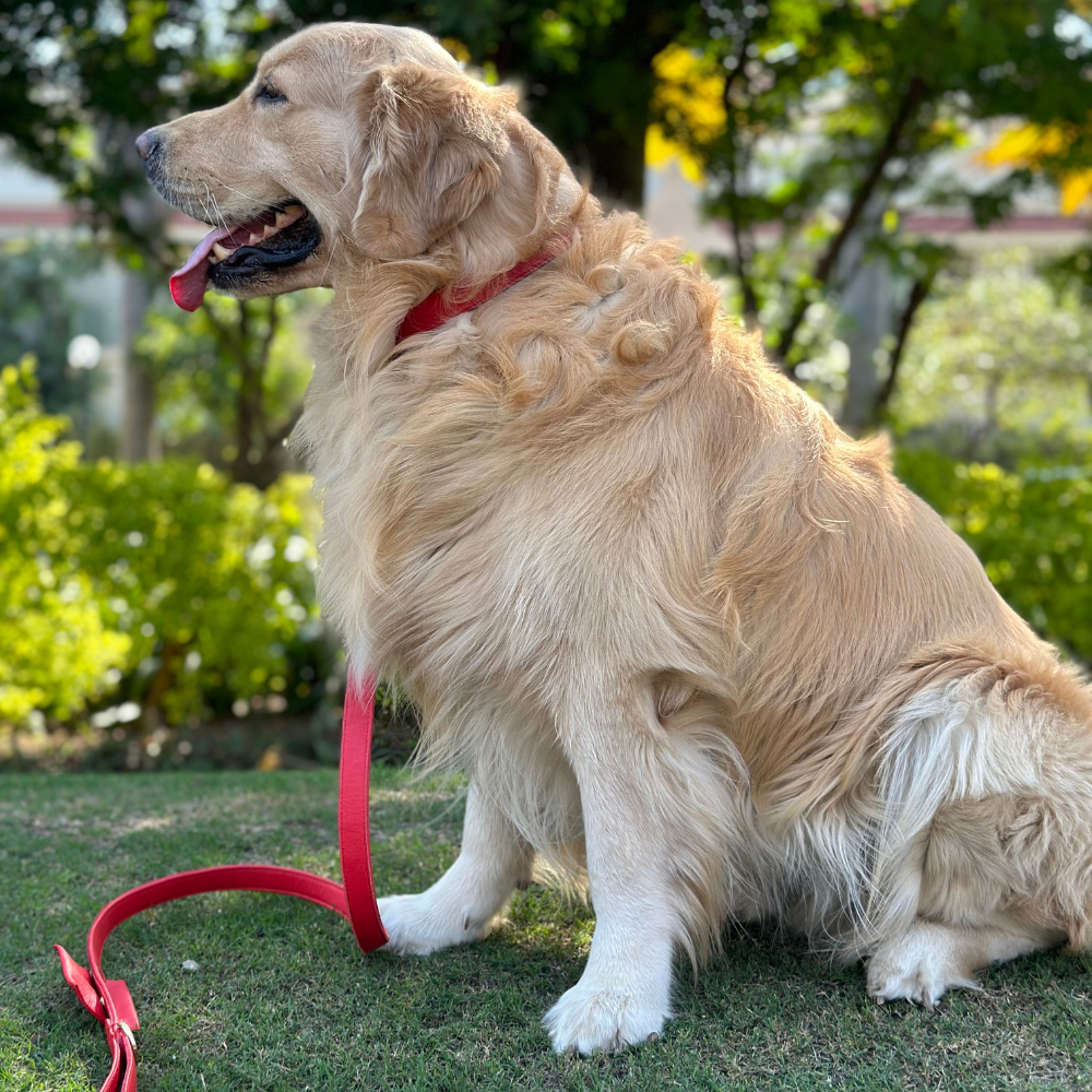 Garnet Red Dog Collar & Leash Set