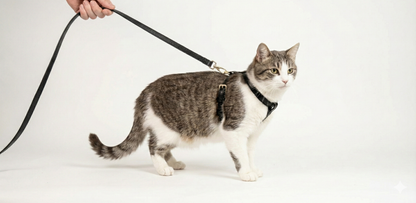 Black Opal Leather Harness