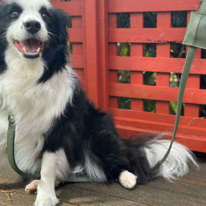 Jade Green Dog Collar & Leash Set