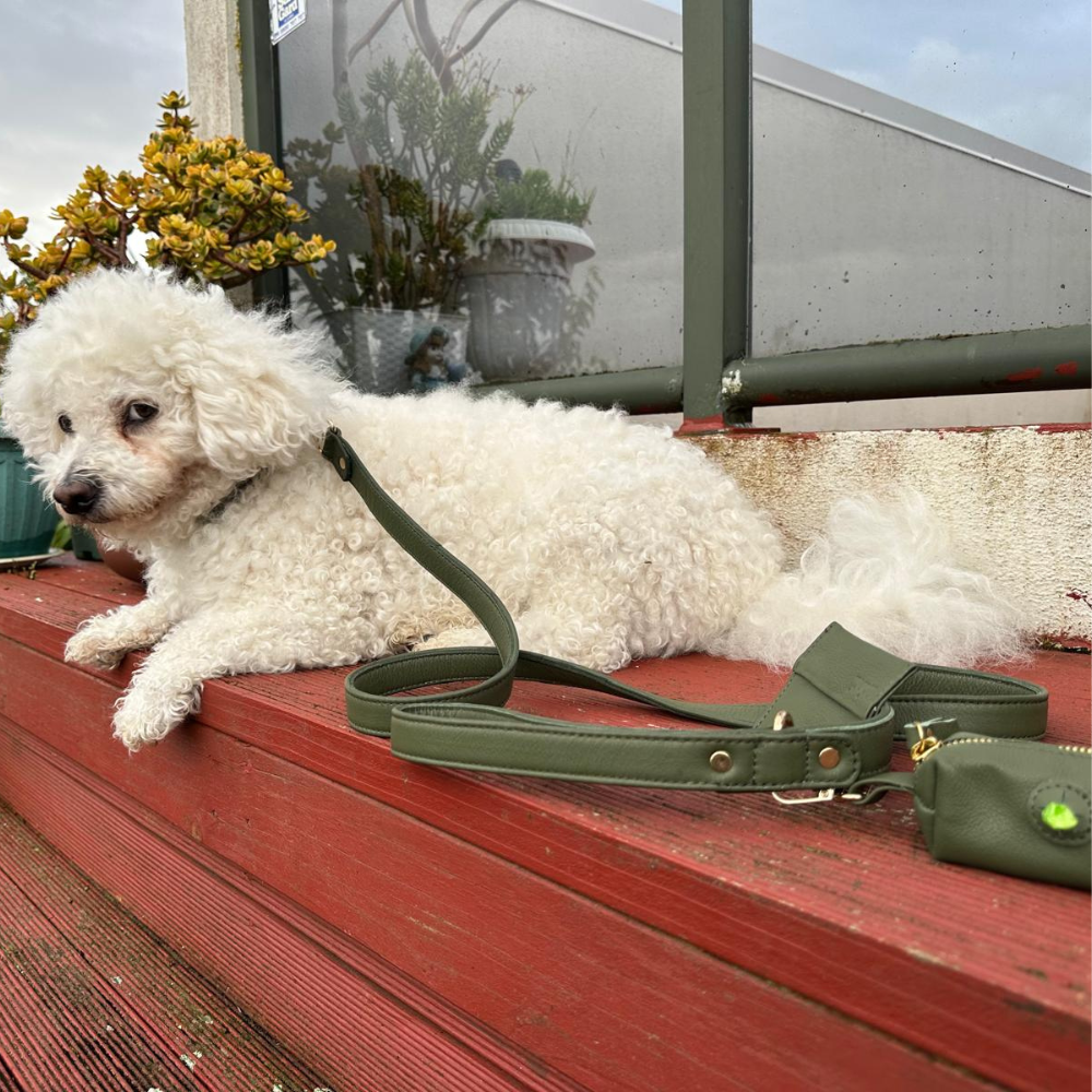 Jade Green Dog Collar & Leash Set