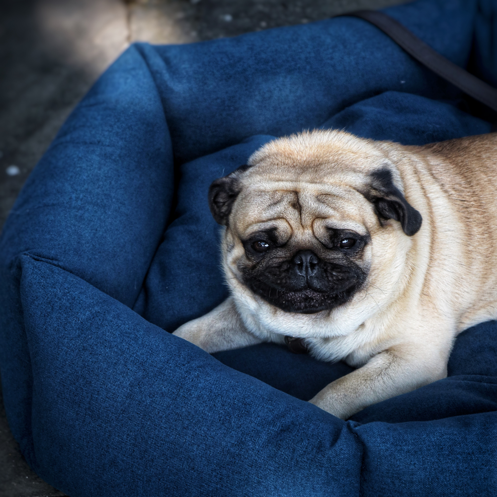 Alex Dog Bed-Navy