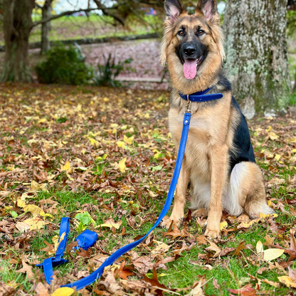Sapphire Blue Dog Collar & Leash Set