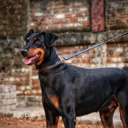 Brown Dog Collar