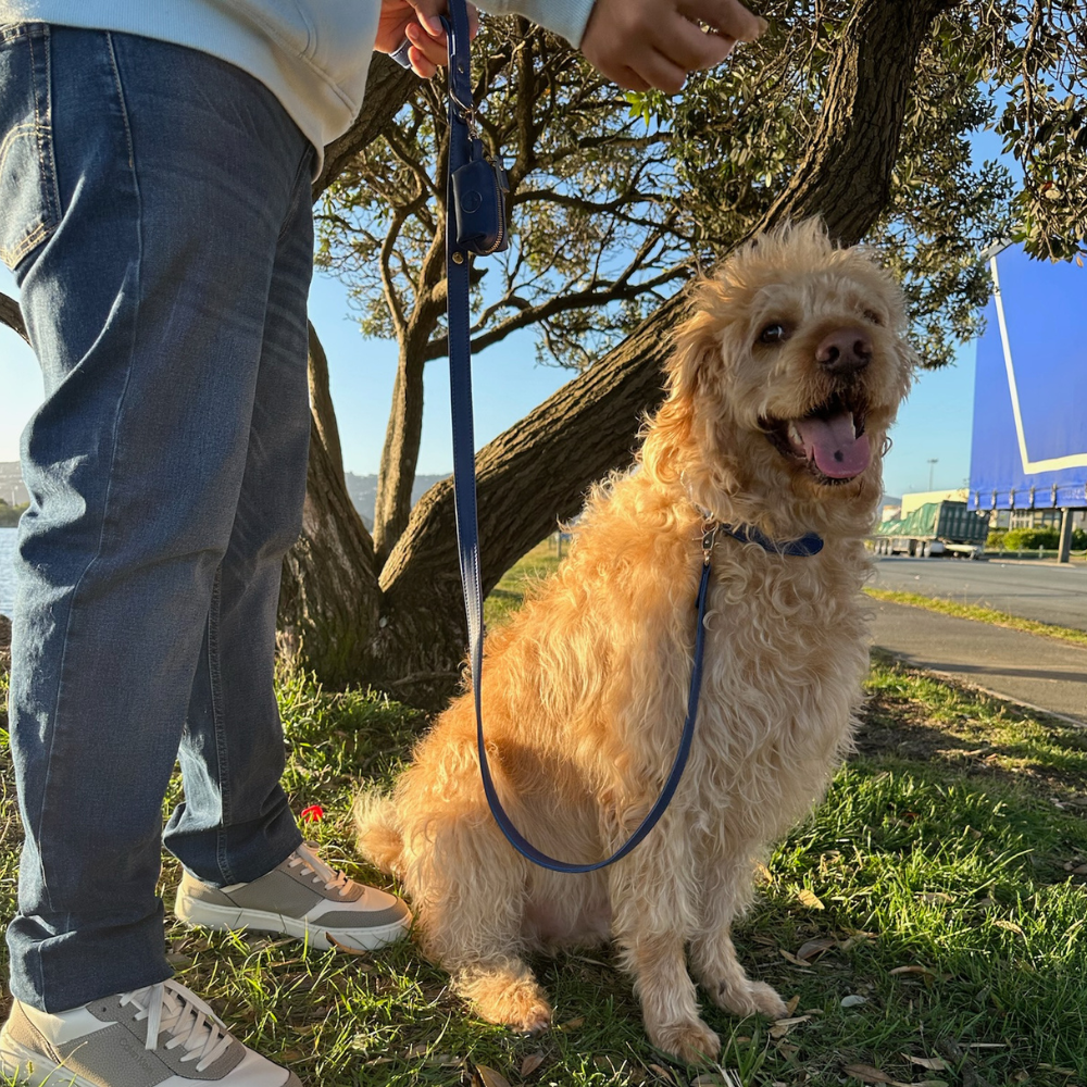Sapphire Blue Dog Collar & Leash Set