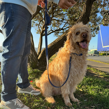 Sapphire Blue Dog Collar & Leash Set