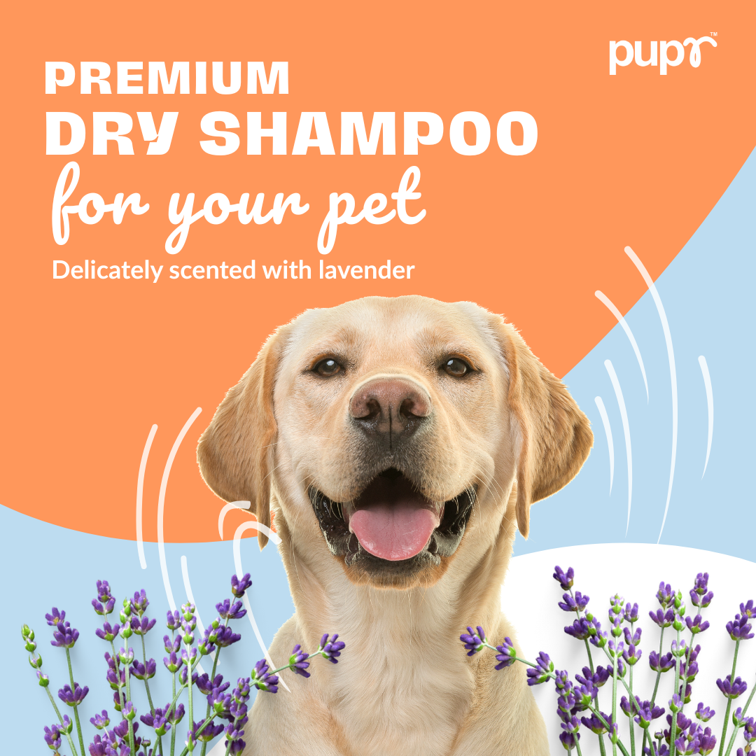Dry Shampoo for Dogs