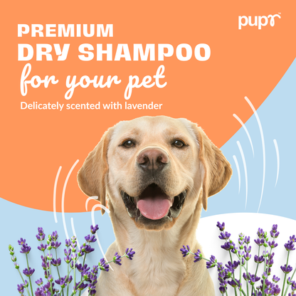 Dry Shampoo for Dogs