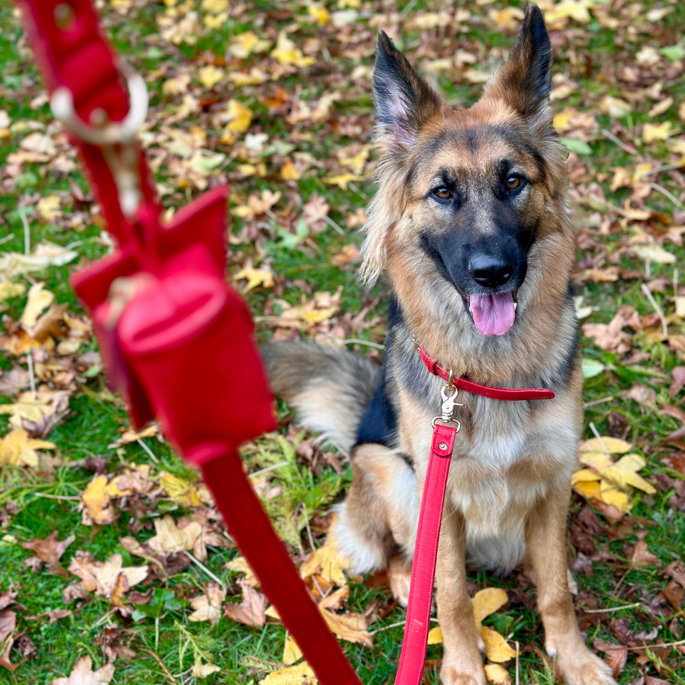 Red Dog waste Bag Holder