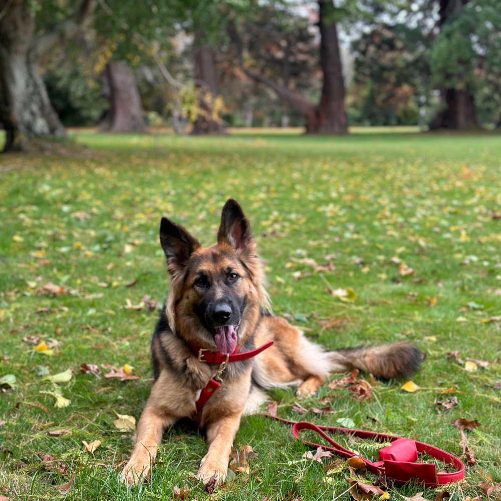 Red Dog waste Bag Holder