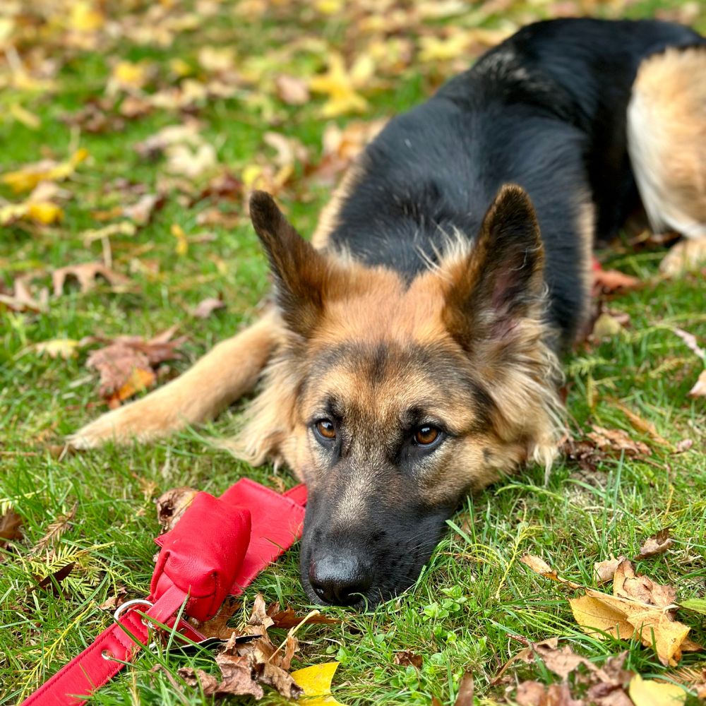 Red Dog waste Bag Holder