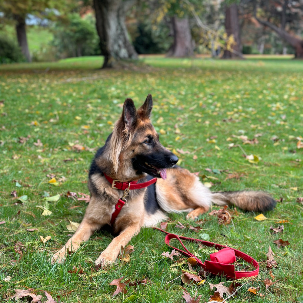 Red Dog waste Bag Holder