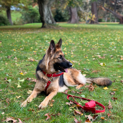 Red Dog waste Bag Holder