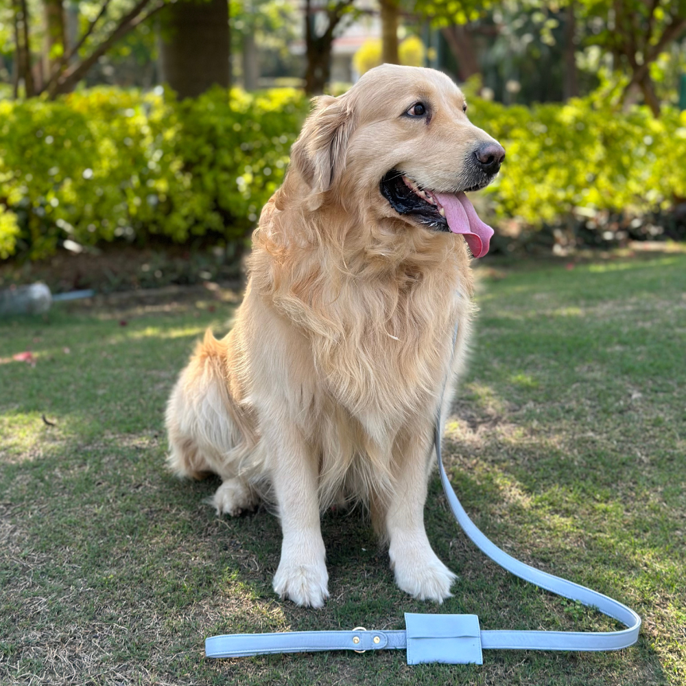 Aquamarine Blue Dog Collar & Leash set