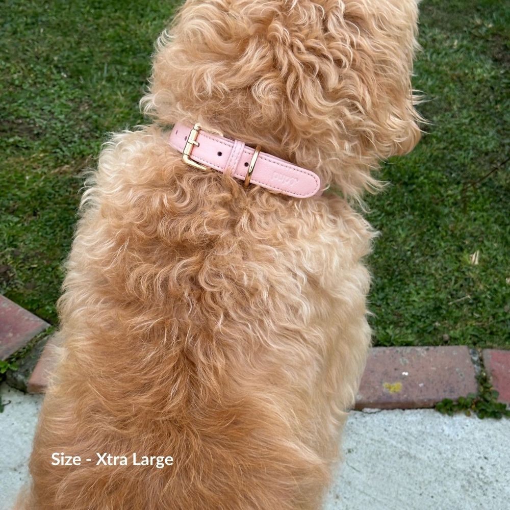 Blush Dog Collar