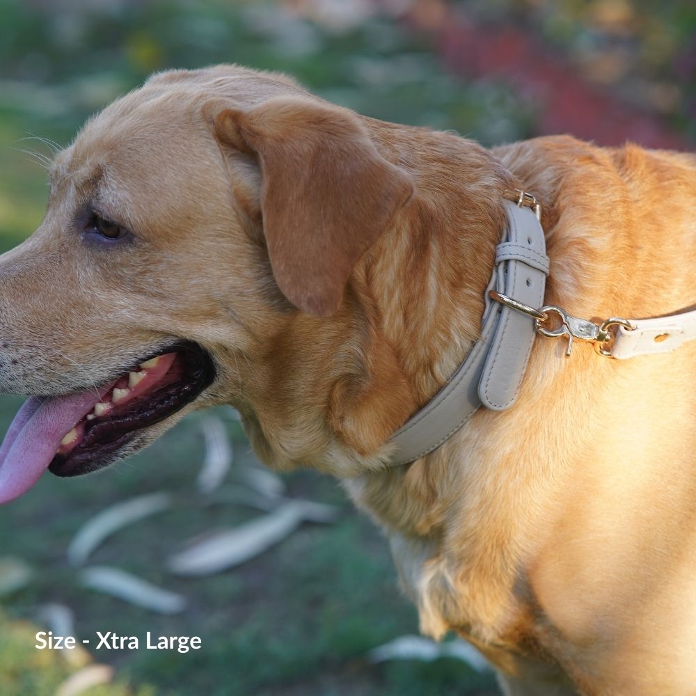 Beige Dog Collar