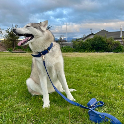 Sapphire Blue Dog Collar & Leash Set