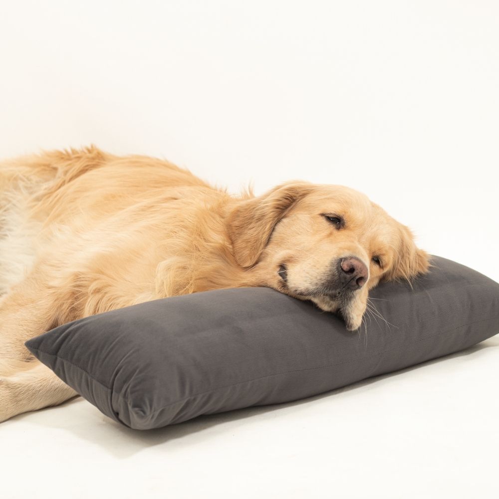 Grey Dog Pillow