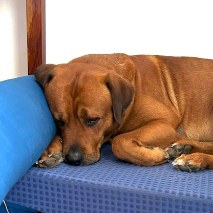Navy Blue Dog Pillow