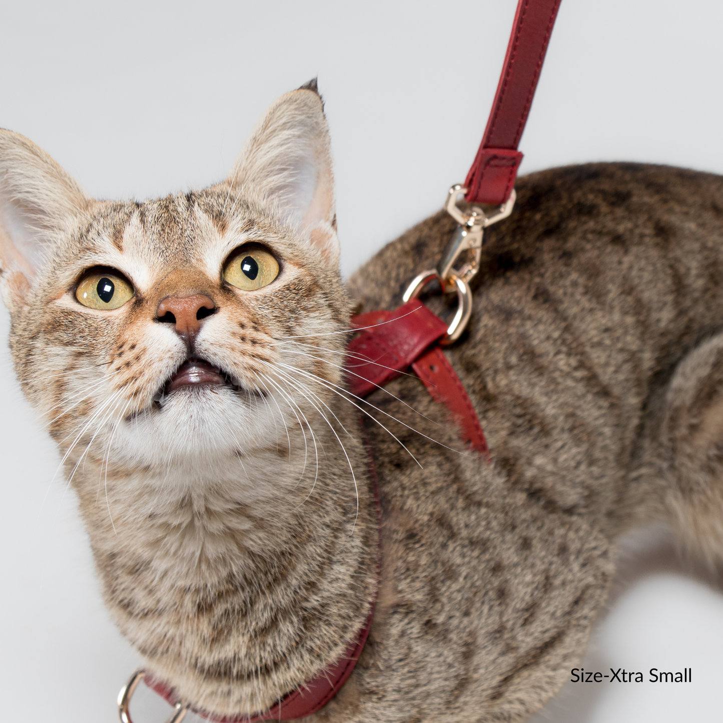 Ruby Red Leather Harness