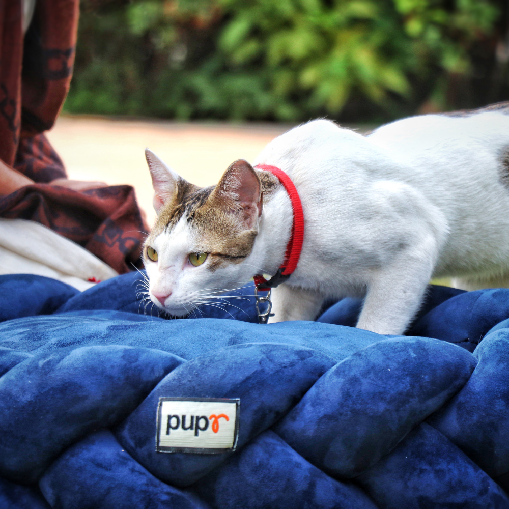 Bruno Dog Bed-Navy