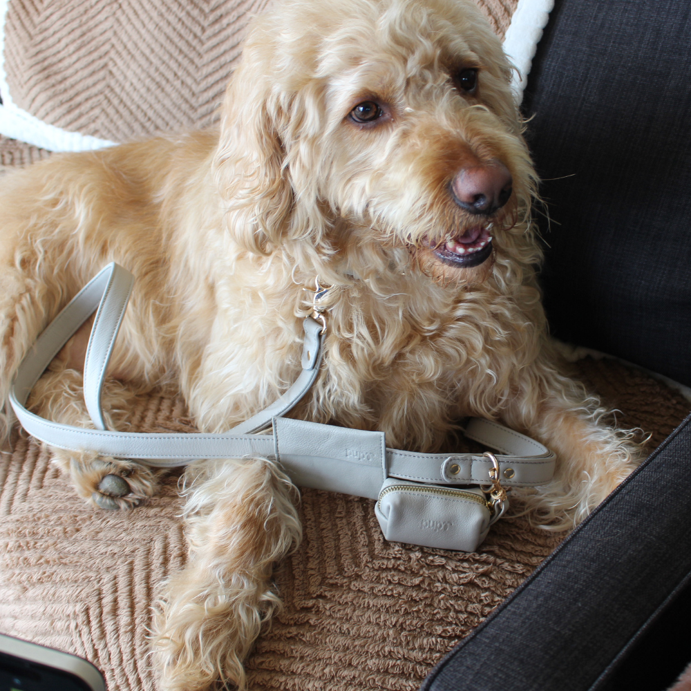 Moonstone Grey Dog Collar & Leash Set
