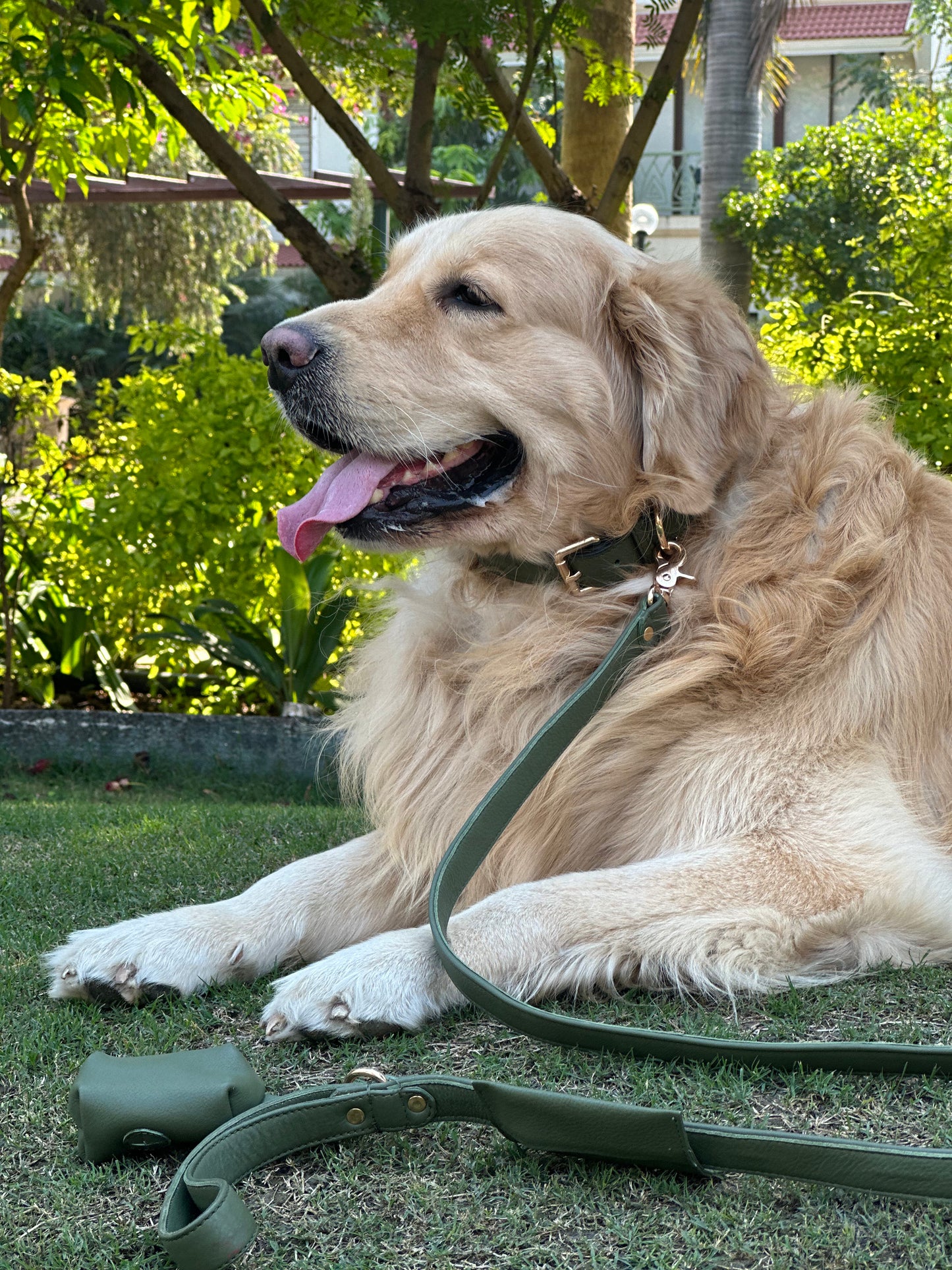 Collar - Sage