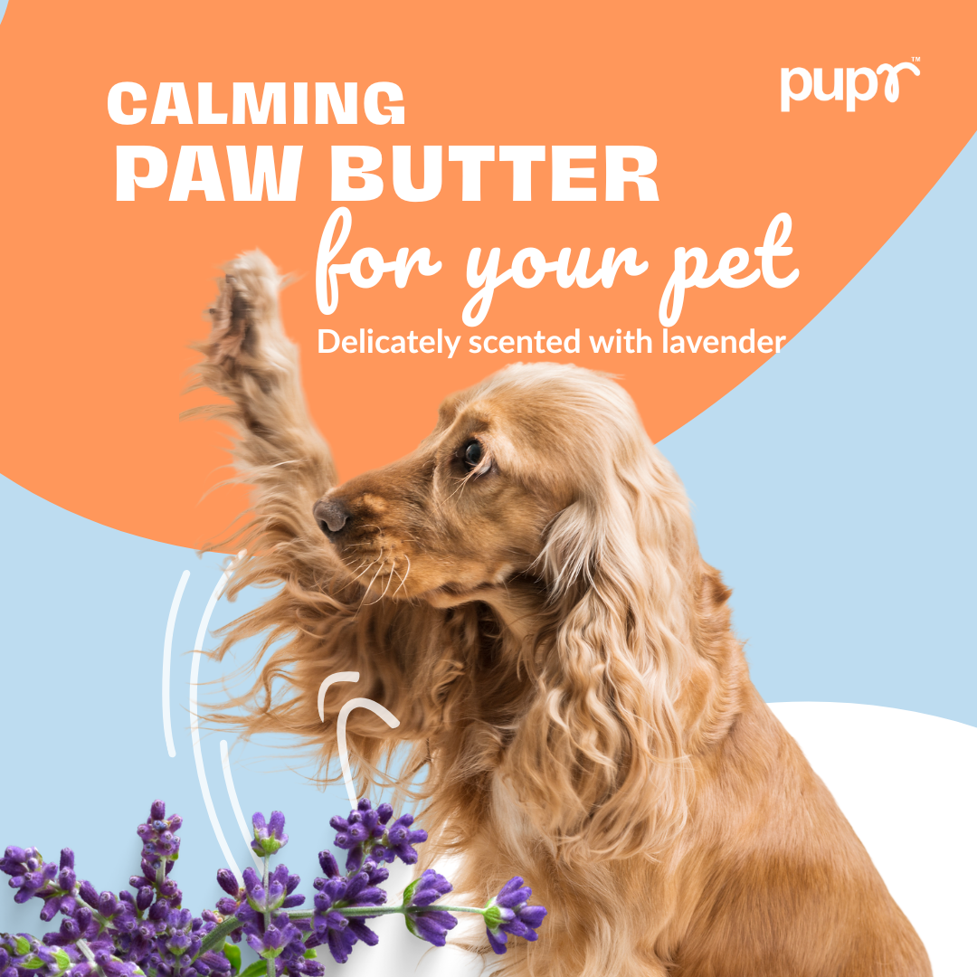 Dog Paw Butter