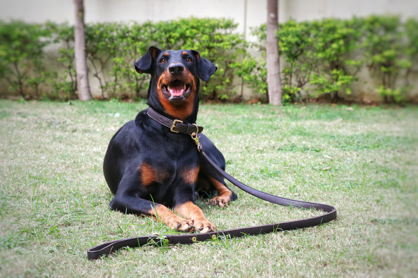 Leash - Brown